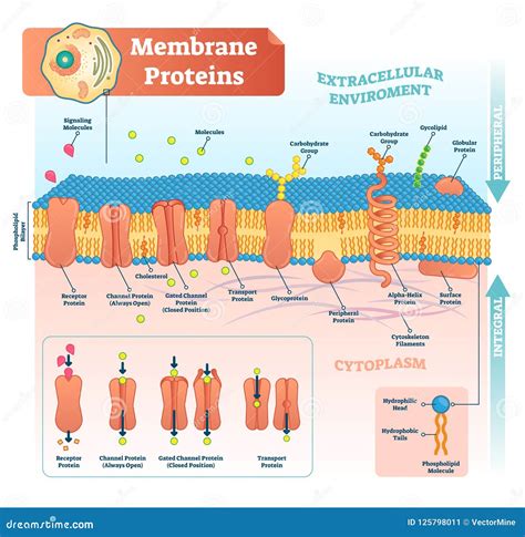 protein channels explained